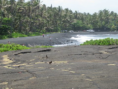 Punalu'u Beach (with common mynahs)