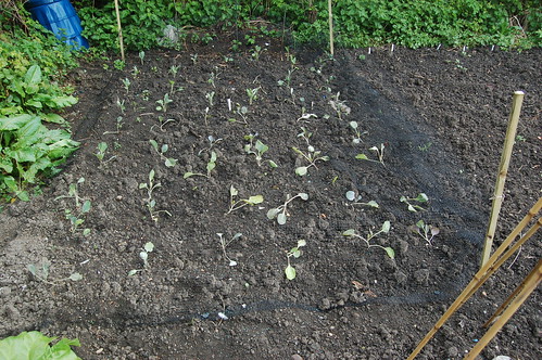 cabbages May 10