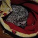 Hedgehog-Spike in Cozy Sak2