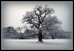 Frosty February / The Old Snowy Oak
