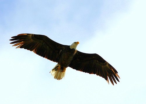 Eagle Carrying Fish 20090219
