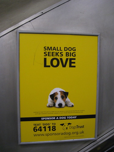 Give a dog a home – Roden Dogs Trust – Jan 2011 | shropshirelive.com poster · dogstrust. Show machine tags (0) Hide machine tags (0)