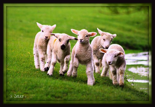 Lambs on the Lam! or Rampaging Lambs!!! - 2nd place winner - Modern Impressionists