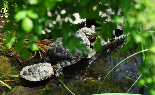 schildkröten - turtle - nikon d90 - DSC_3317