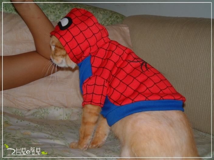 Spider-Cat_04.jpg