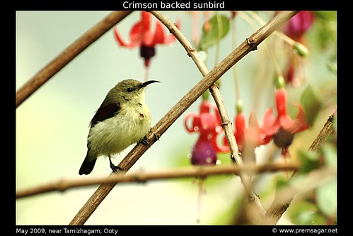 Crimson backed sunbird 3