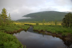 Acadia Meadow