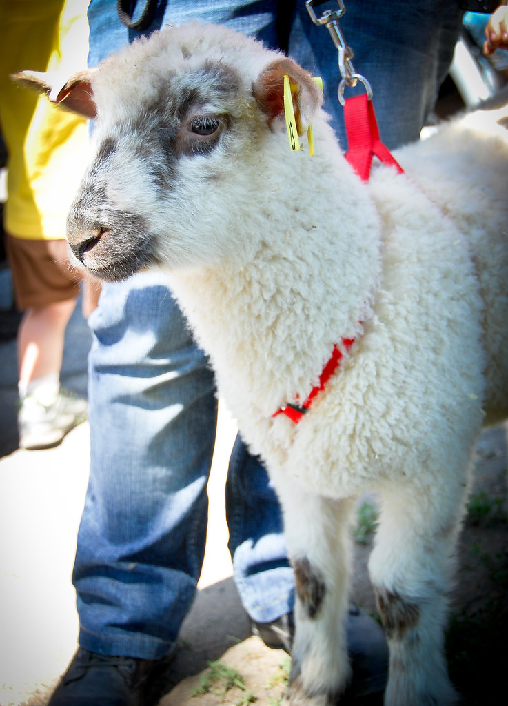 sheep shearing-31