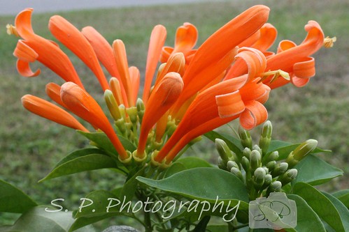 Orange Trumpet Flower