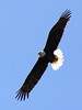 Eagle Flying 20090203