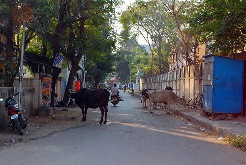 cows in the road