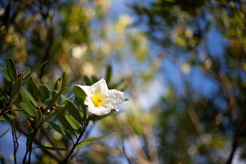 Gordonia blooms