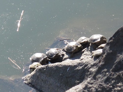 Sunbathing turtles in Central Park