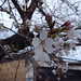 3月28日の桜