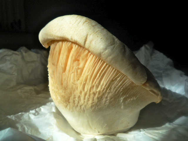 Snow cap mushroom