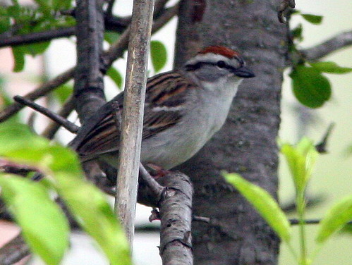Chipping Sparrow 20090508