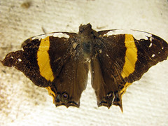 Butterfly with the scabbed wings