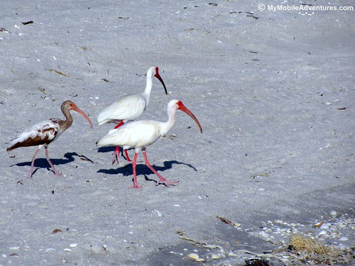 IMG_0556-white-ibis-family