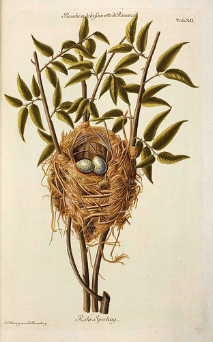 004-Nido de Curruca-Colección de nidos de aves 1772