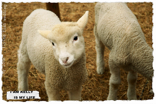 你拍攝的 20081230清淨小綿羊。