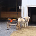 Amish Pony Cart