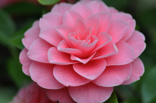 A gorgeous camellia in a Beacon Hill yard. Photo by Freeman Mester in the Beacon Hill Blog photo pool.