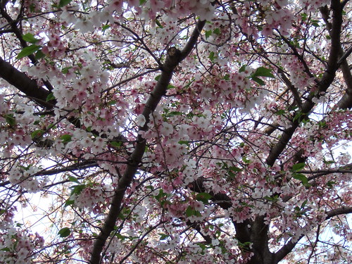2009年花見桜