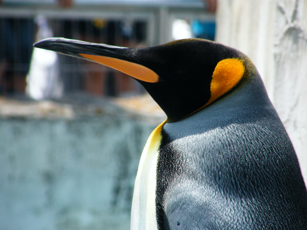 Handsome penguin
