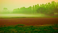 Dawn field