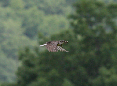 Eastern Meadowlark carrying food