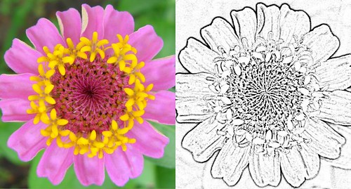 zinnia coloring page