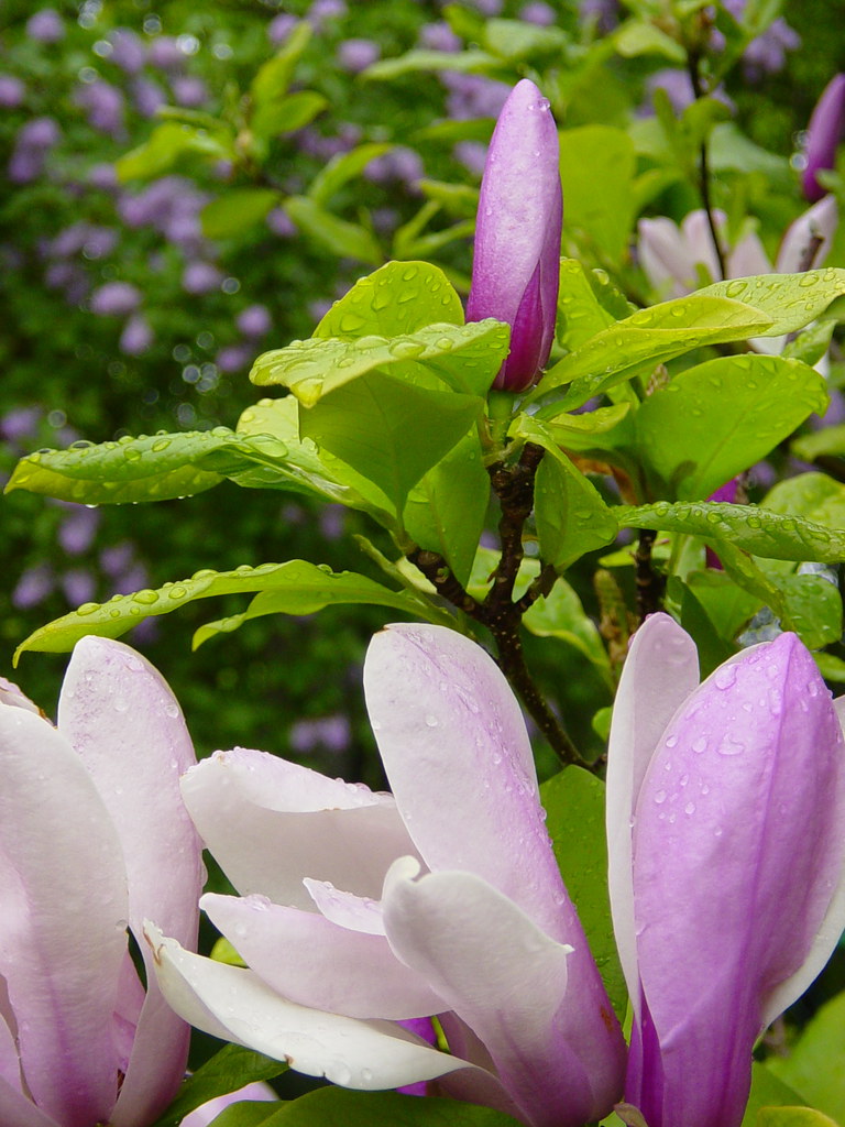 Magnolias and Lilacs