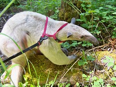 itchy anteater