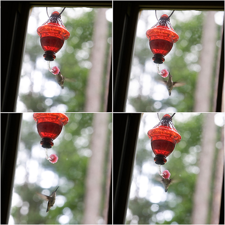 hummingbird_blog1