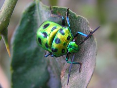 Jewel bug