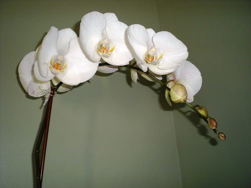 Orchid from Paul &amp; Sami