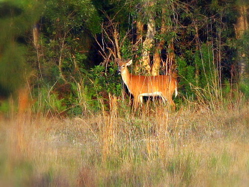 Distant Deer 20090416