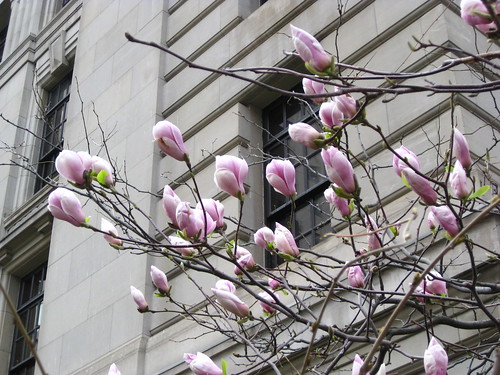 Magnolia Tree - April 28, 2009