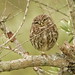 Mocho galego - Athene noctua - Little owl by Jose Sousa