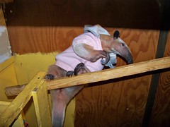 Anteater up high