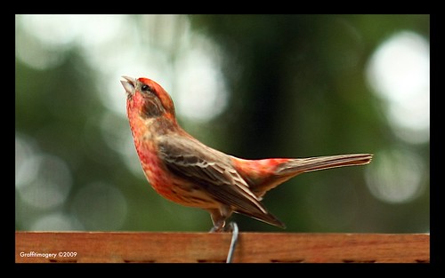 Housefinch courting his mate by you.