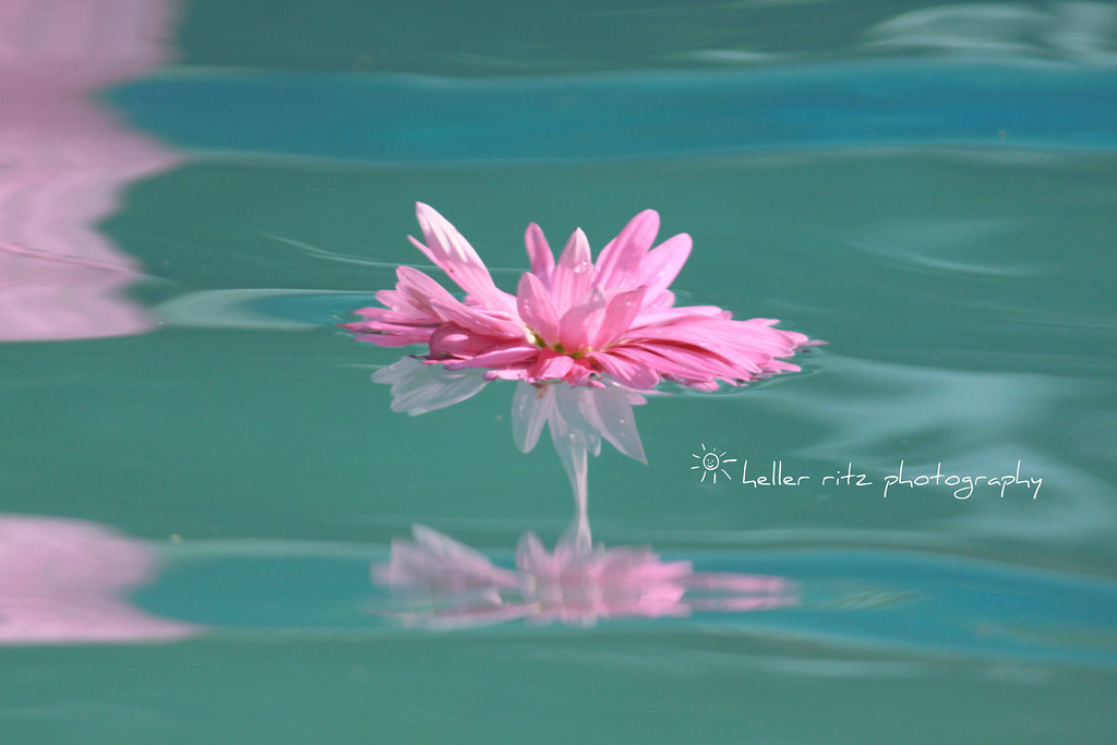 Mothers Day Flower_Pink