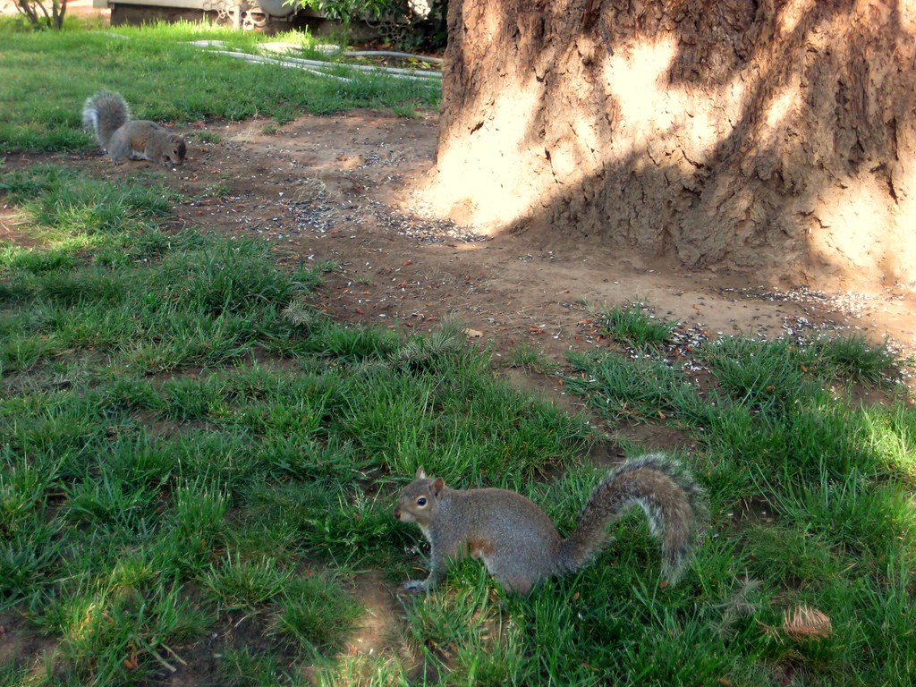2010-05-19 squirrels 001