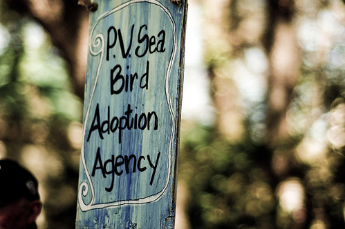 pv sea bird adoption agency