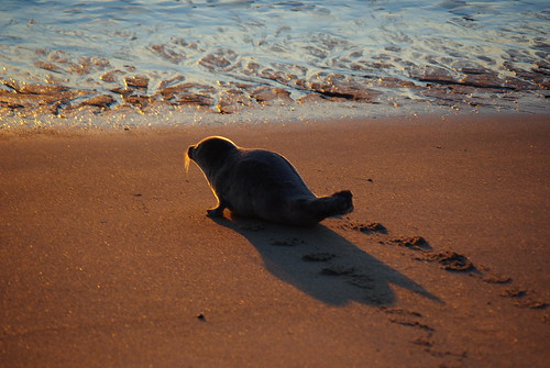seal at seabrook beach - 02/14/09 - wildlife photography
