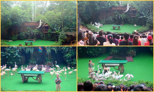 Jurong birdpark14