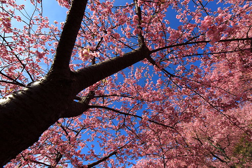フリー画像|自然風景|樹木の風景|桜/サクラ|花/フラワー|ピンク/花|フリー素材|