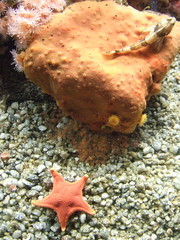 Starfish, Rock, Fish