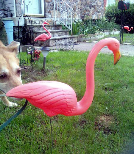 Una Sniffs a Flamingo (Click to enlarge)