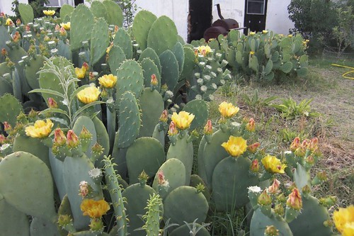 Lots of spineless prickly pear (Opuntia)